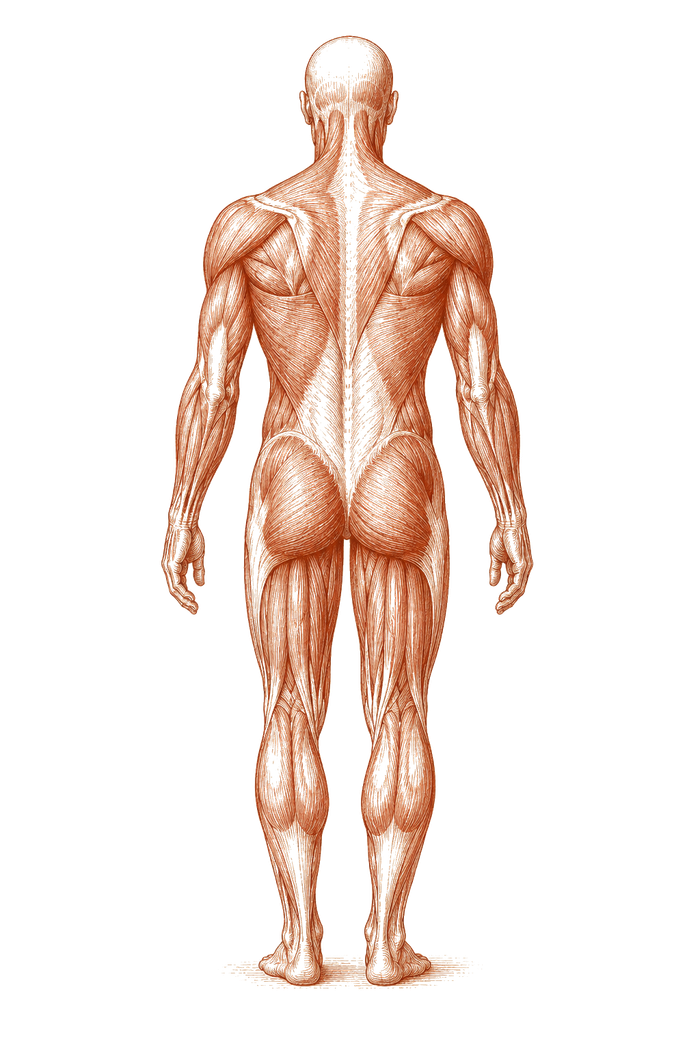 Illustrazione anatomica delle catene muscolari trattate allo Studio Delta